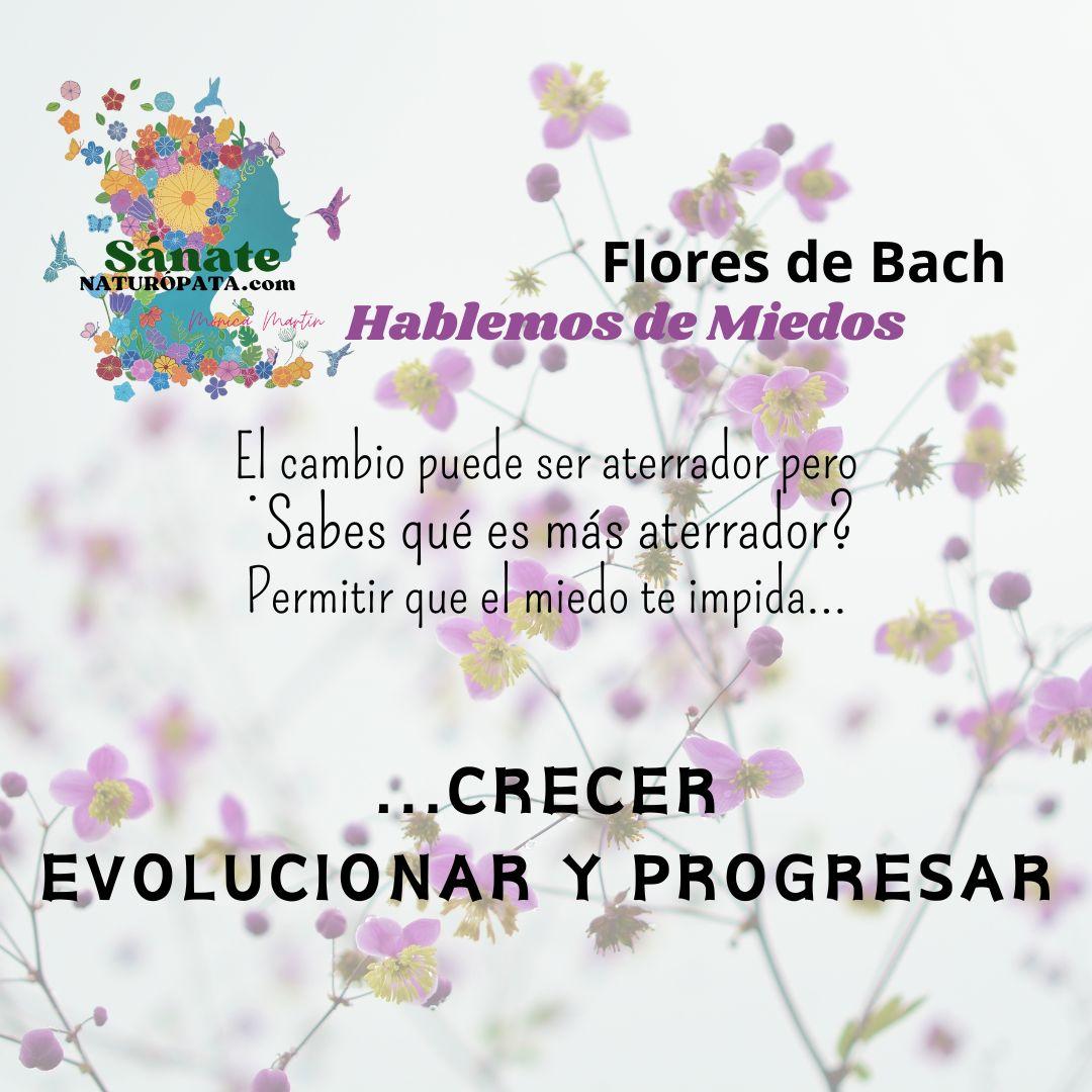 flores de bahc